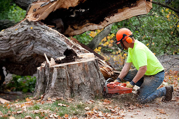 How Our Tree Care Process Works  in  Sky Valley, CA